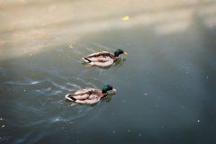 IMG_5190-1